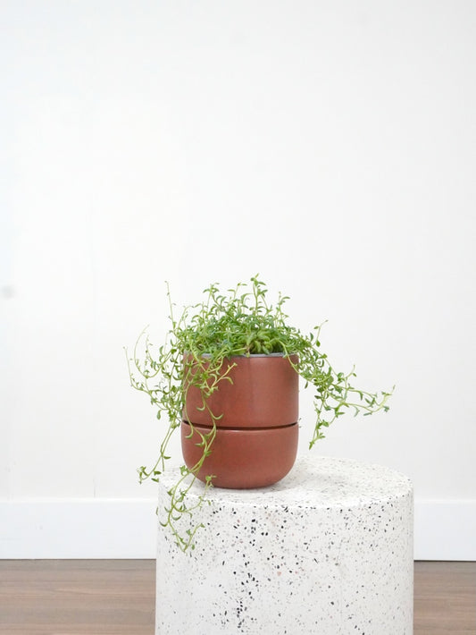 Flipper the String of Dolphins, Medium