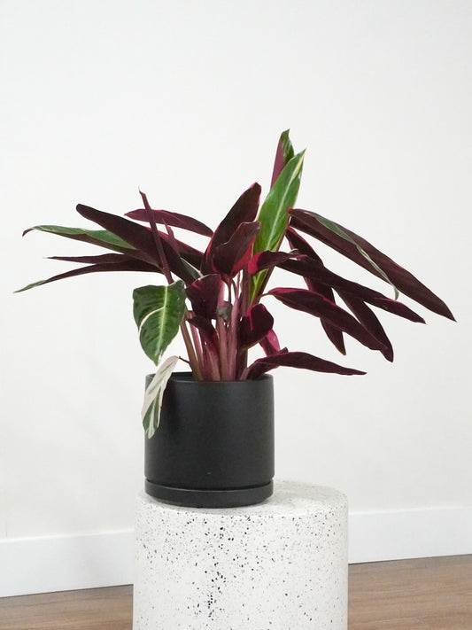 Matisse the Stromanthe Triostar, Large