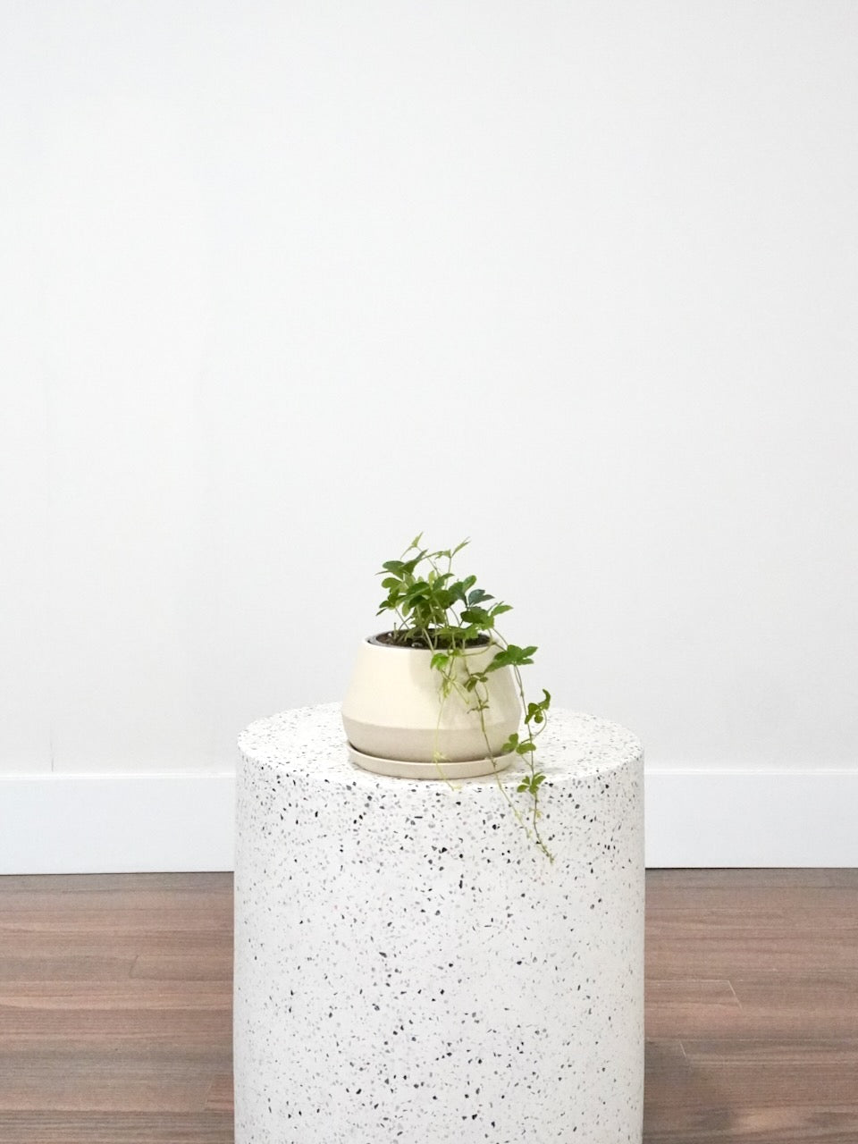 Candy the Sugar Vine, Small