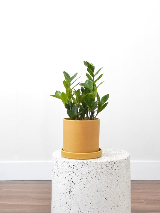Ziggy the ZZ Plant 'Chameleon', Medium