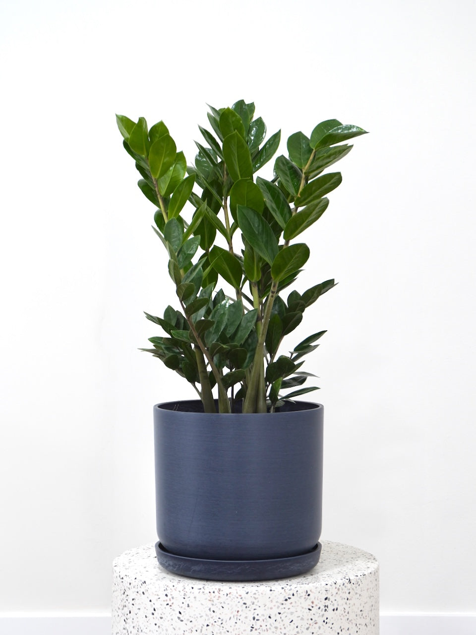 Ziggy the ZZ Plant, Large