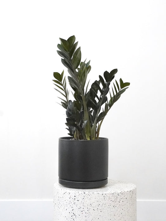 Ziggy the ZZ Plant 'Raven', Large