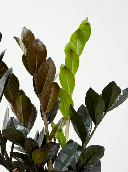 Ziggy the ZZ Plant 'Raven', Medium