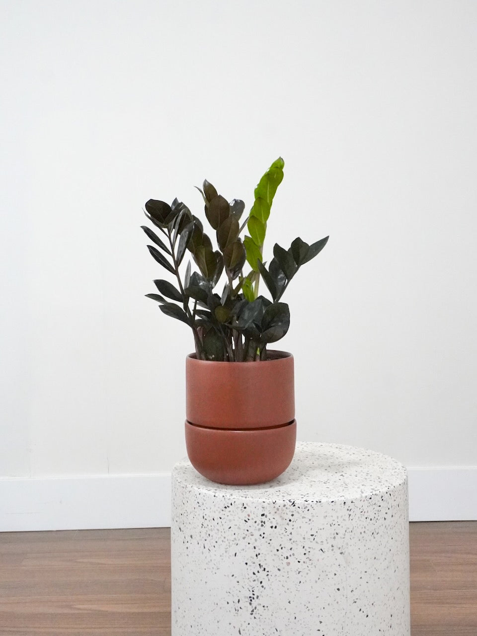 Ziggy the ZZ Plant 'Raven', Medium