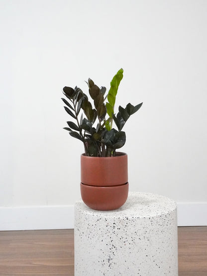 Ziggy the ZZ Plant 'Raven', Medium