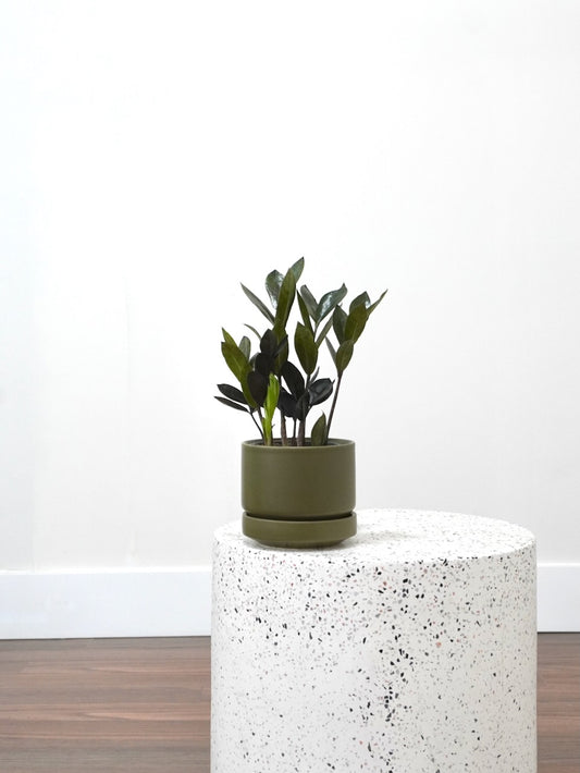 Ziggy the ZZ Plant 'Raven', Small