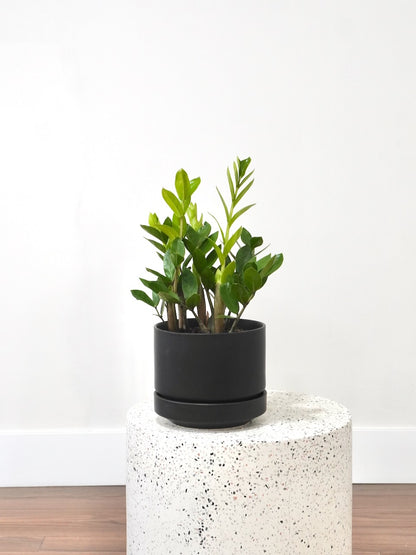 zz plant medium ZZ Plant, Zamioculcus | Vancouver Plant Store