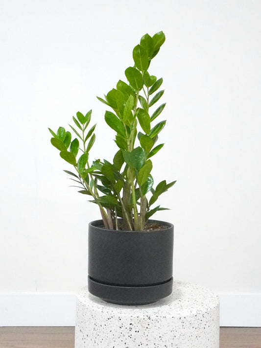 Ziggy the ZZ Plant, Large