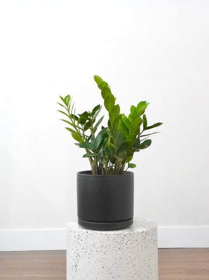 Ziggy the ZZ Plant, Large