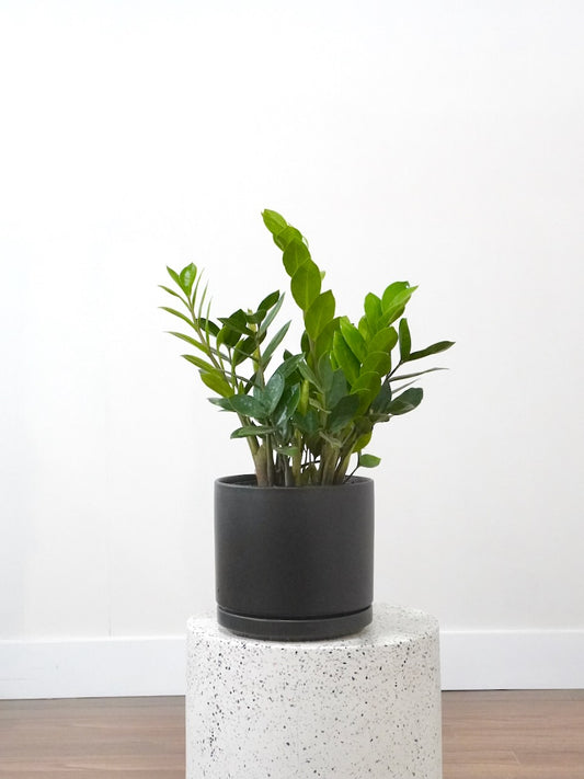 Ziggy the ZZ Plant, Large