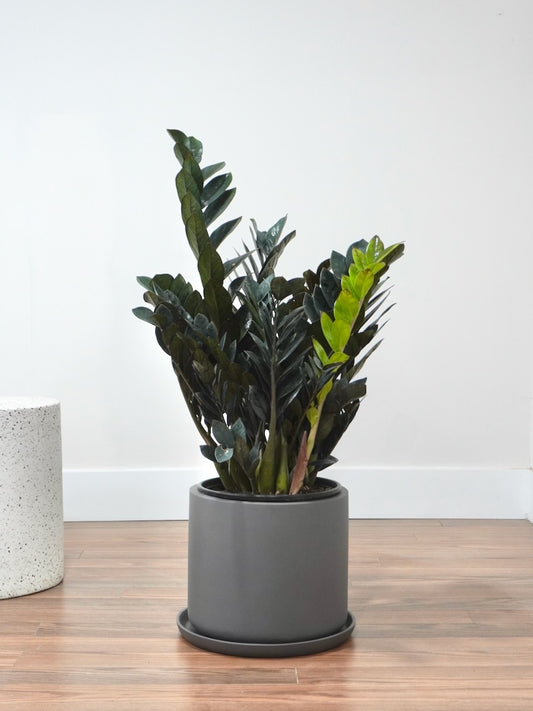 Ziggy the ZZ Plant 'Oscura', XL