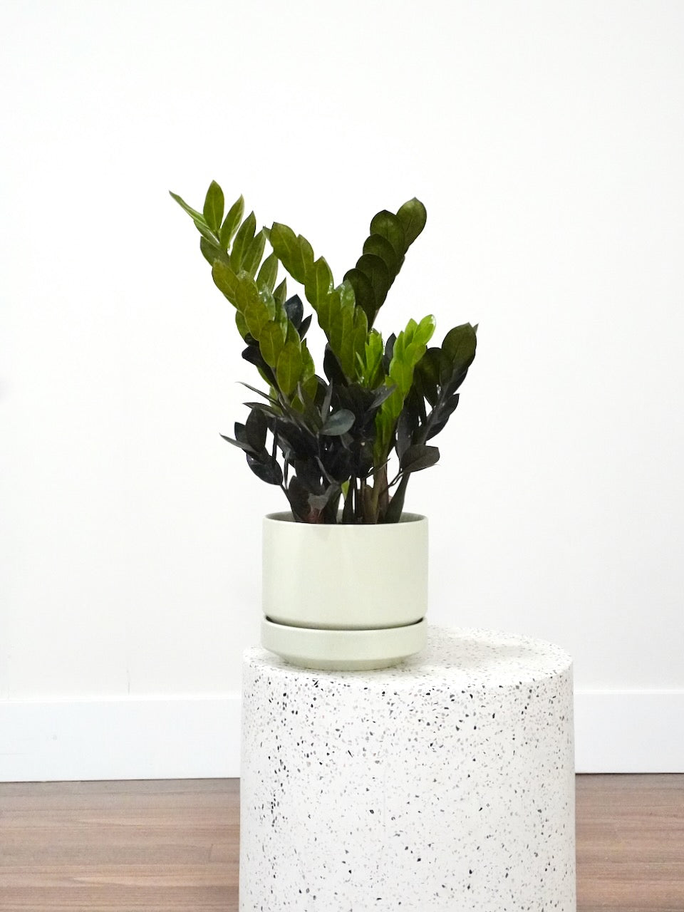 Ziggy the ZZ Plant 'Raven', Medium