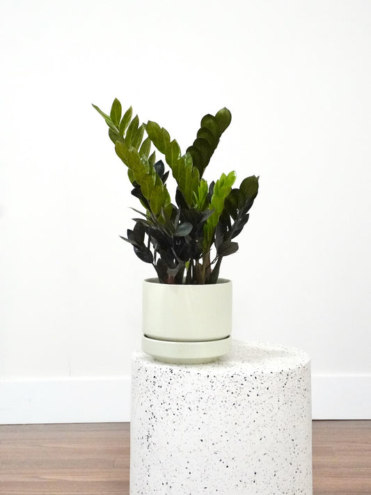 Ziggy the ZZ Plant 'Raven', Medium