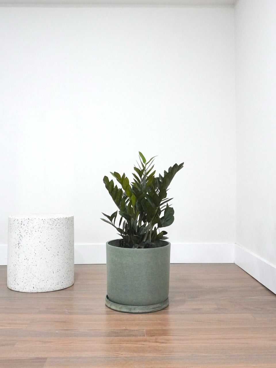 Ziggy the ZZ Plant 'Raven', XL