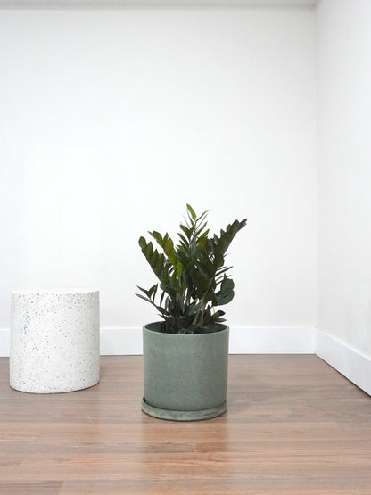 Ziggy the ZZ Plant 'Raven', XL