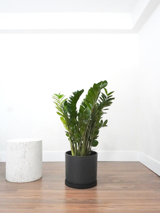 Ziggy the ZZ Plant, XL
