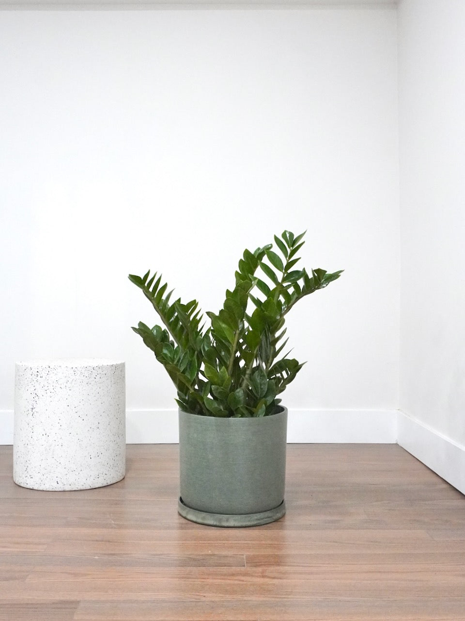 Ziggy the ZZ Plant, XL