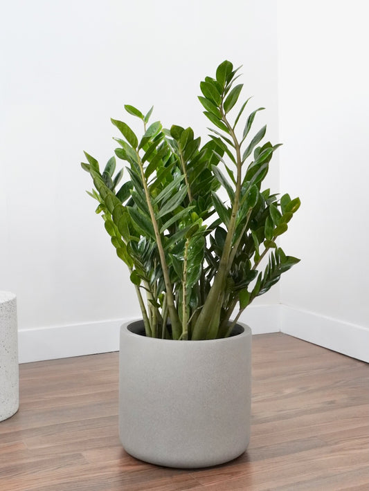 Ziggy the ZZ Plant, XXL
