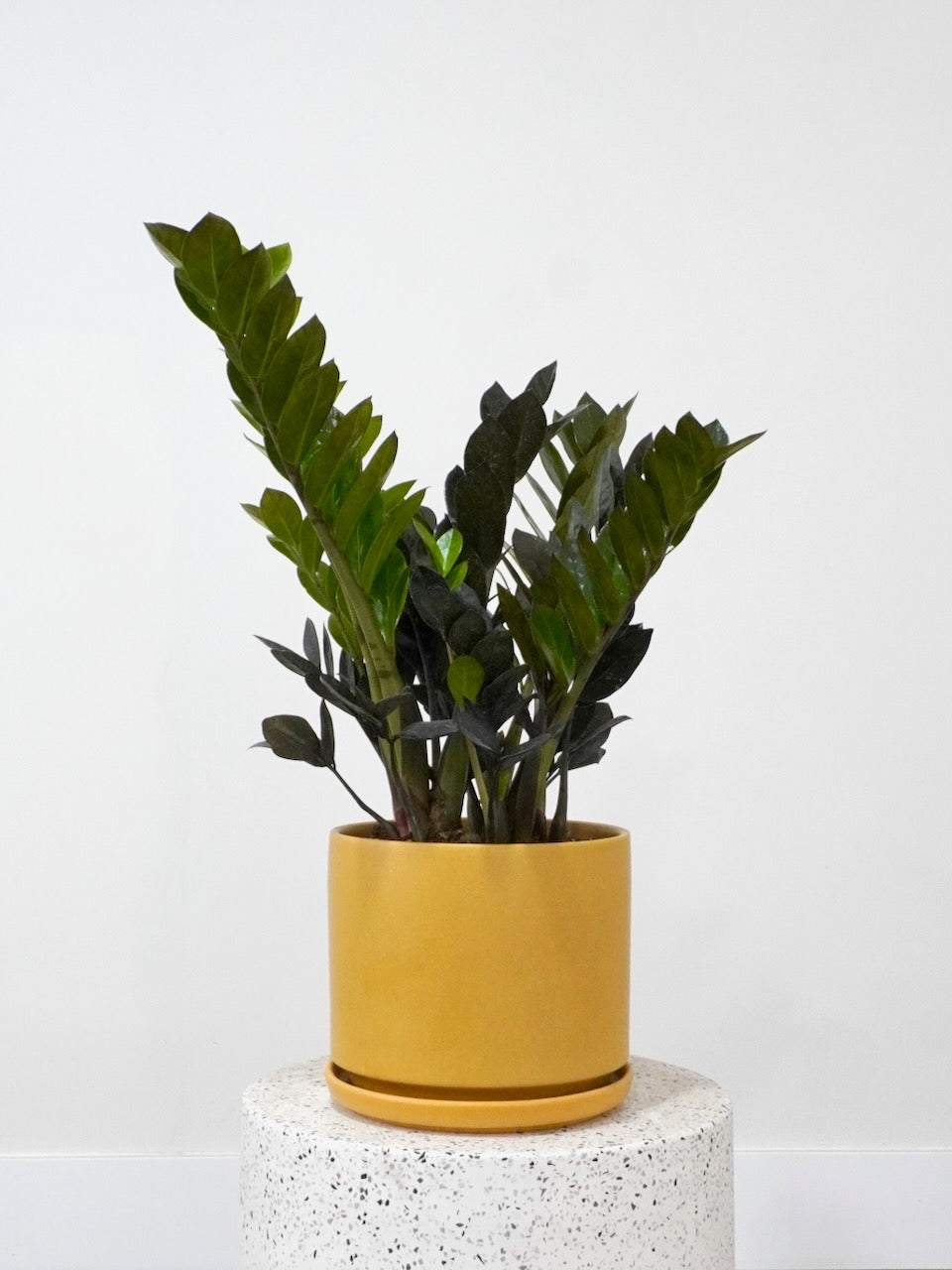 Ziggy the ZZ Plant 'Raven', Large