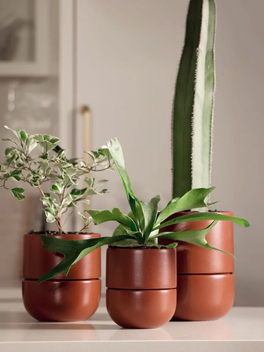 canadian plant pots Fable Ceramic Planter Plant Pot 5" | Vancouver Indoor Plant Store