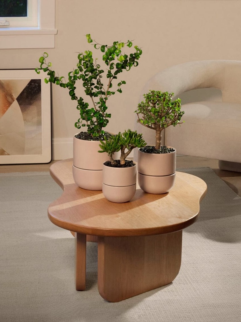 Fable Ceramic Pot, Medium 6.5" (Multiple Colours)