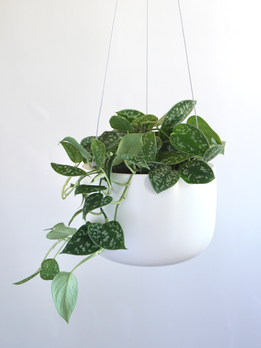 Coco Ceramic Hanging Pot, Medium