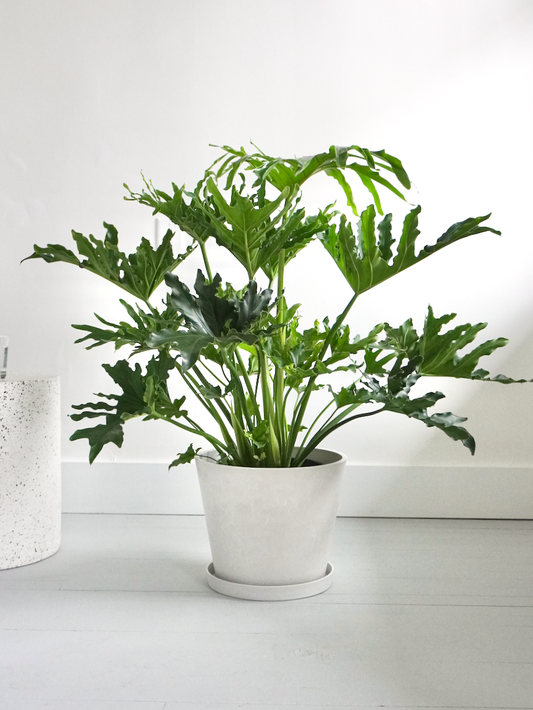 Phil the Philodendron Selloum 'Hope', XL