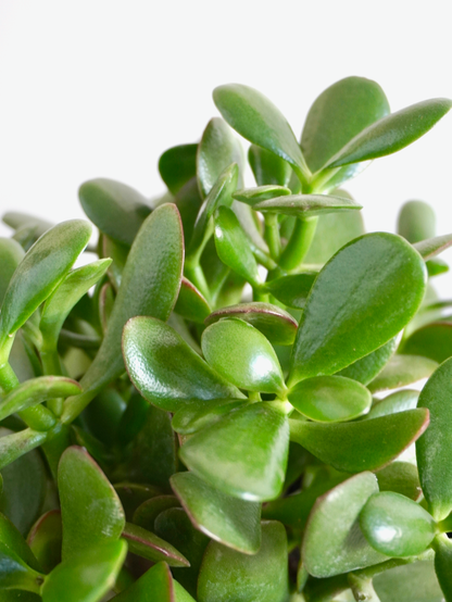 ferns and petals jade plant Jade Plant | Vancouver Plant Store