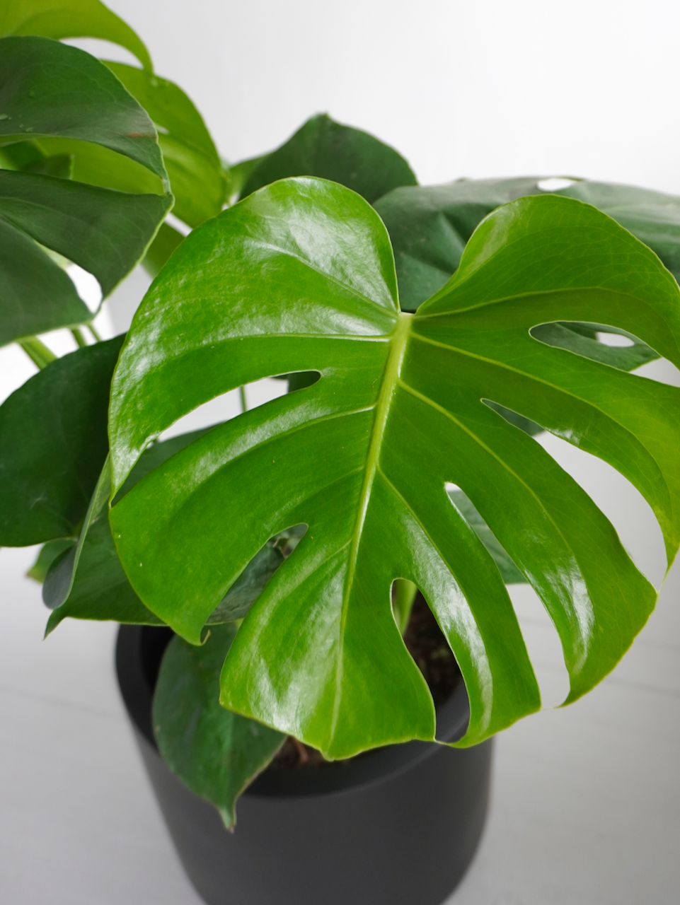 monstera deliciosa edmonton Monstera Deliciosa Plant | Vancouver Plant Store