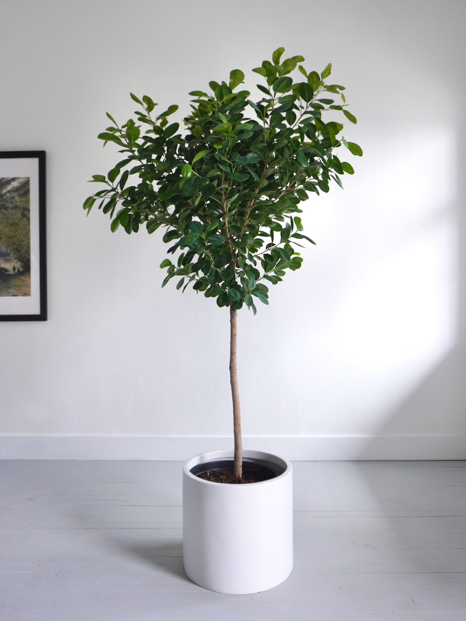 Indoor Ficus Trees Wintergreen Ficus Tree | Tropical Plants Of Florida